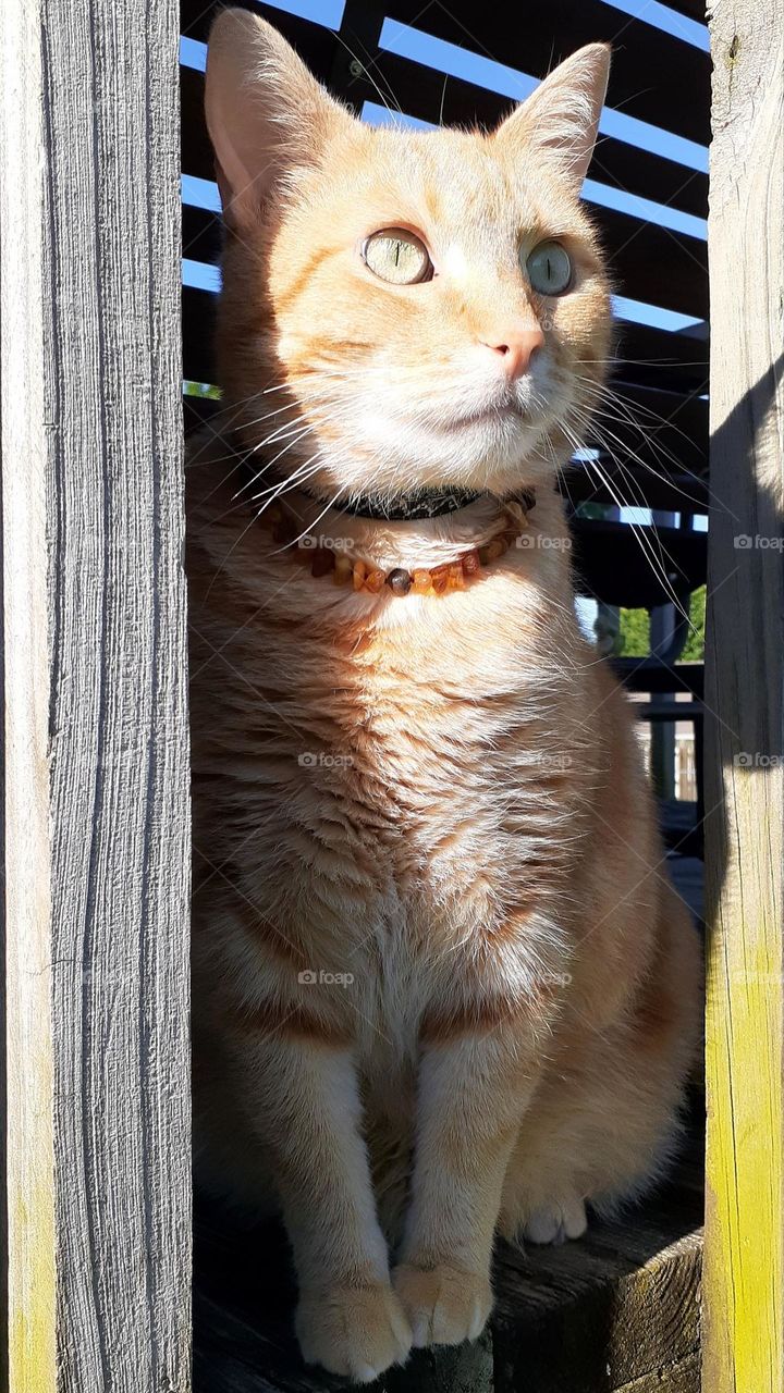 Cat on the Porch