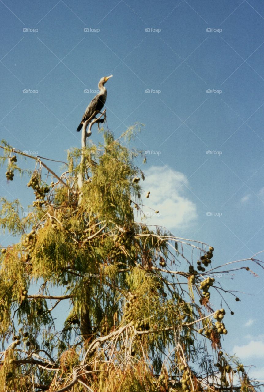 Anhinga on Cypress tree. Anhinga, Snake Bird, Water Turkey or Darted perched atop a Cypress Tree full of fruit or cones