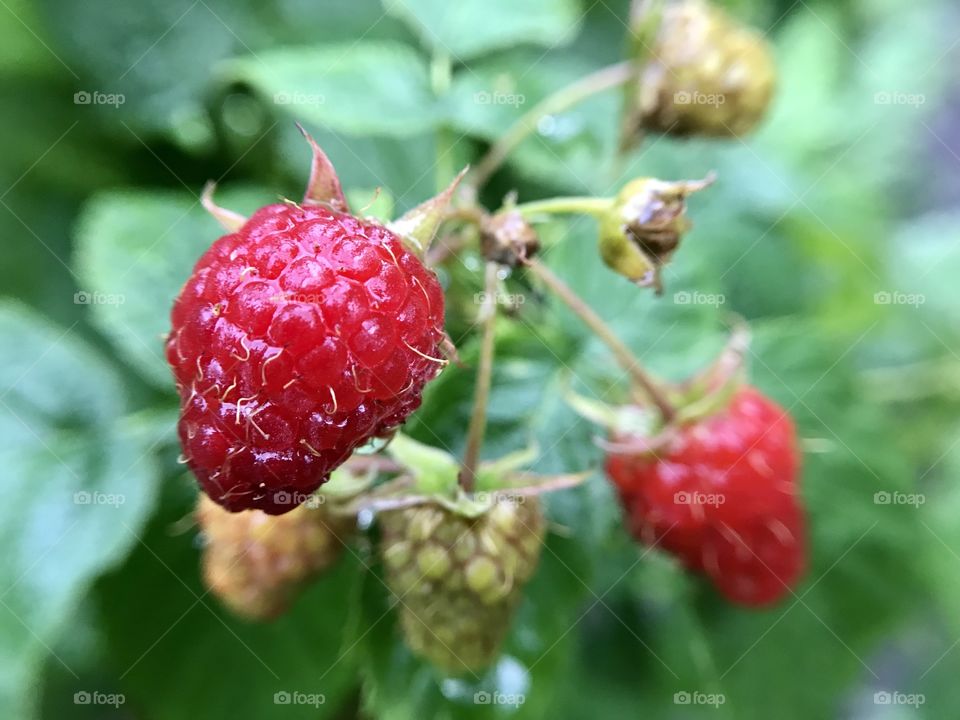 raspberries