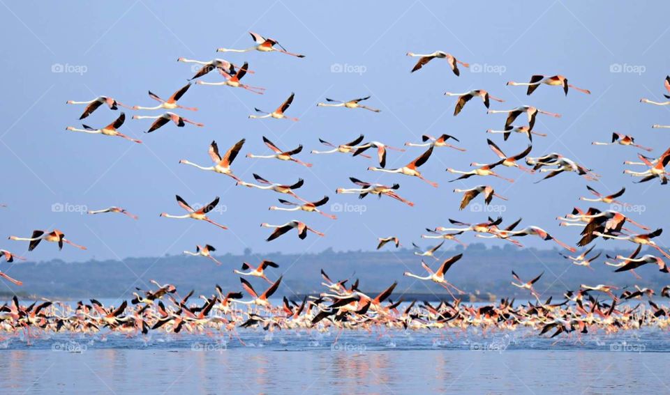 Flying Flamingos