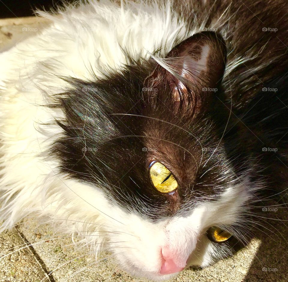 Tuxedo kitty in the sun