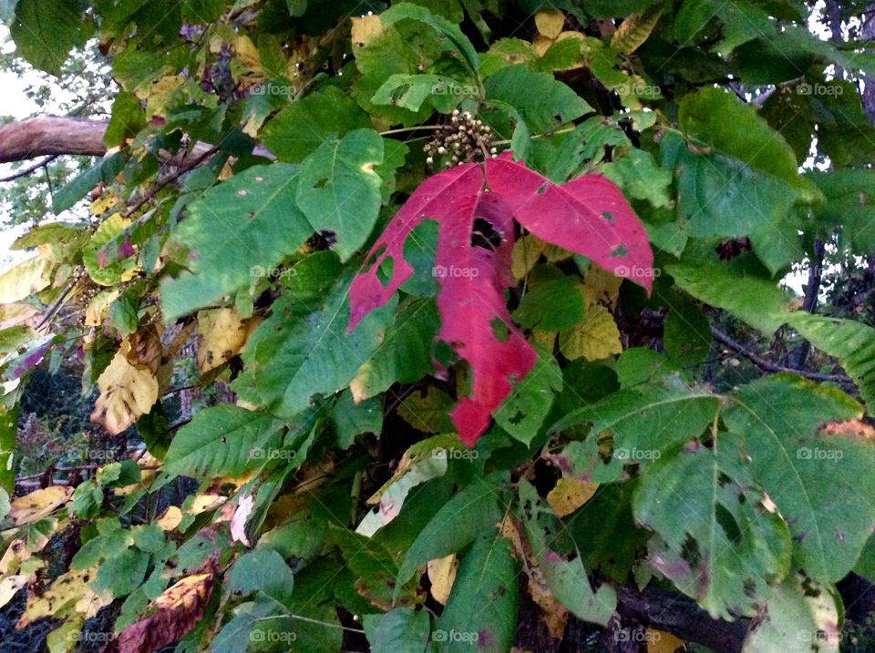 First autumn leaf