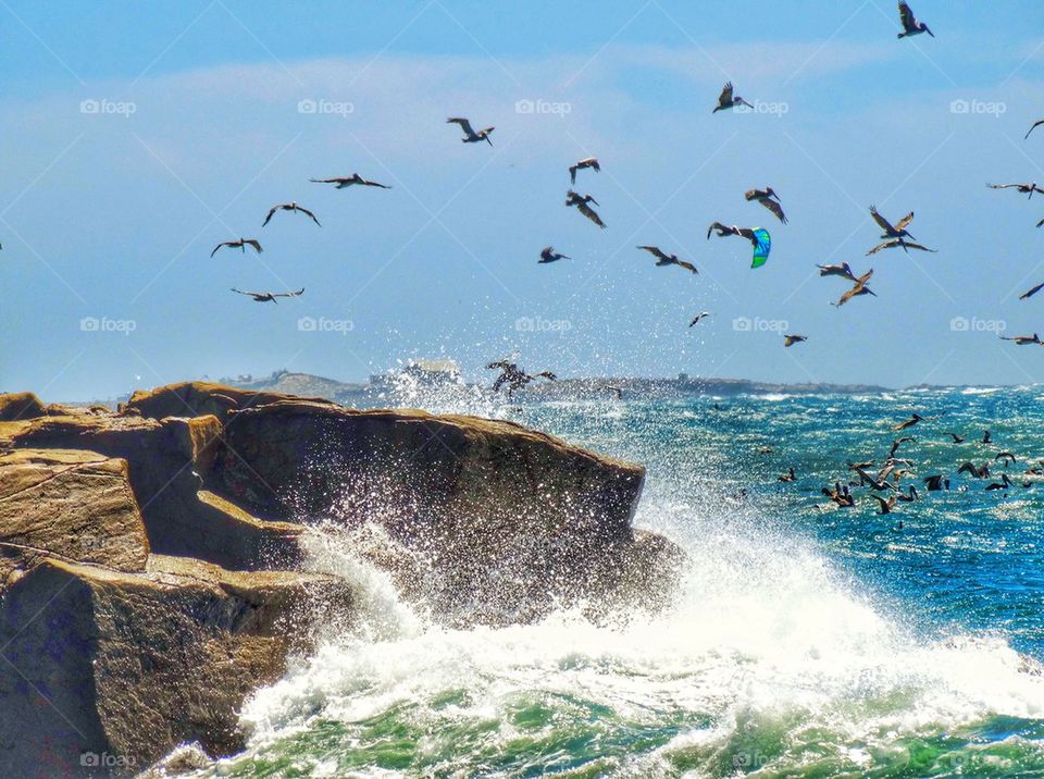 Flock Of Pelicans Flying Over Rocky California Coast. Seabirds Flying Along The California Coast
