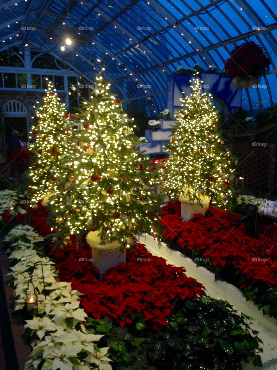 Christmas Trees and Poinsettias