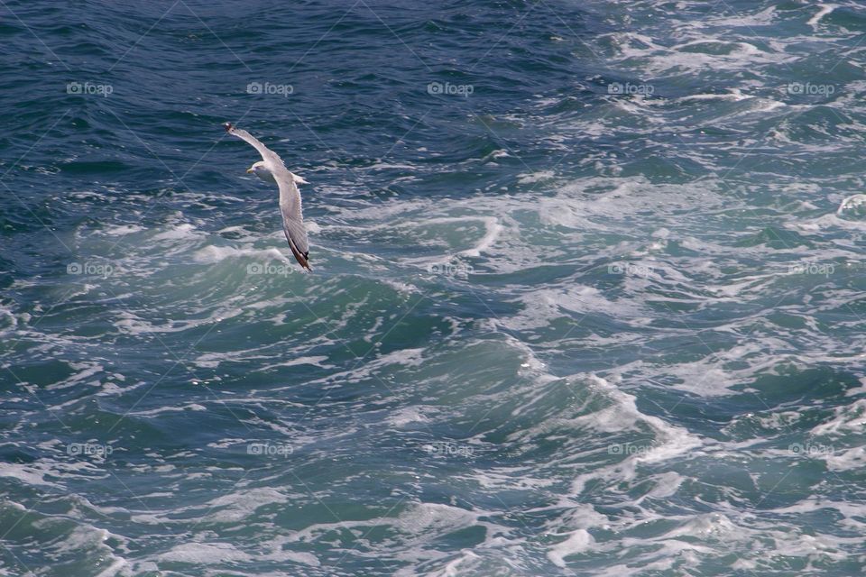 Flight above the waves