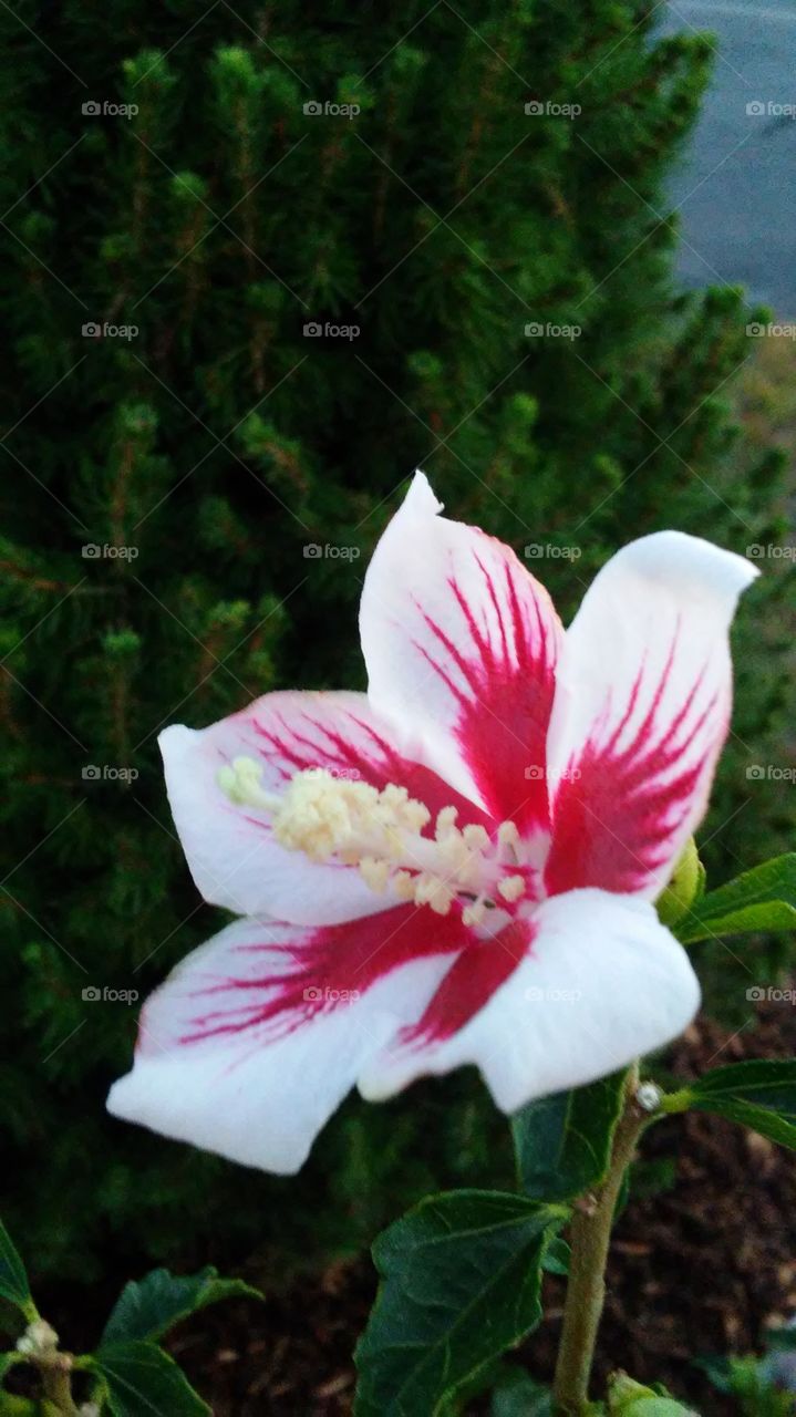 Flower, Nature, No Person, Flora, Garden