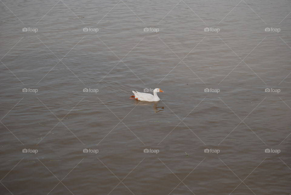 Water, Bird, Lake, Duck, No Person