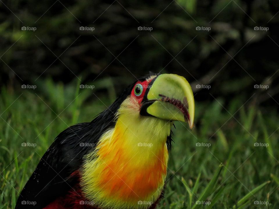 🇧🇷 Tucano-de-bico-verde alimentando-se de princesas de cupim em seu voo nupcial durante uma manhã chuvosa.
🇺🇲 Green billed toucan eating flying termites during a rainy morning.