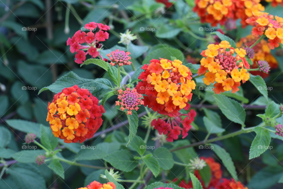 Lantana camara flowers