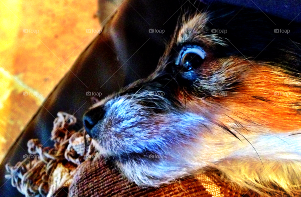 dog eyes chihuahua jack russell by johnaweston