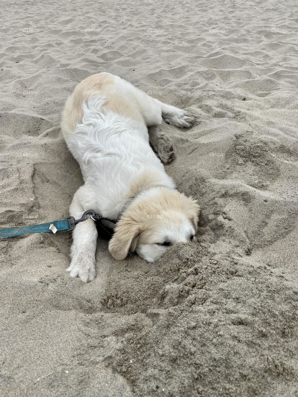 White Puppy Digging in the Sand on Ocean Beach in San Diego, CA