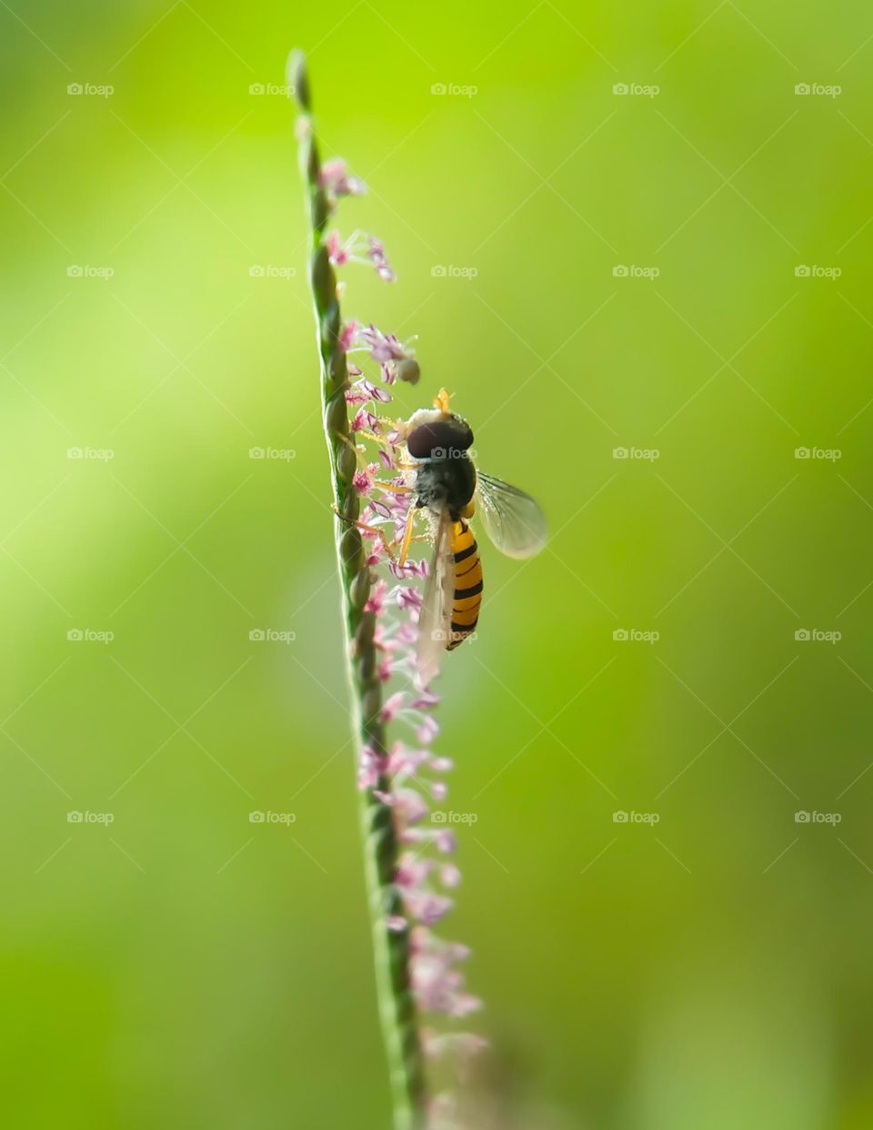 Flies and flowers.