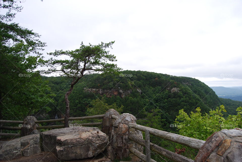 Mountains in the Forest