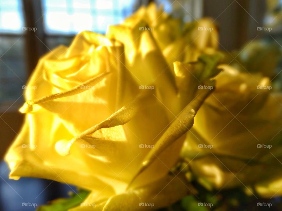 Yellow rose