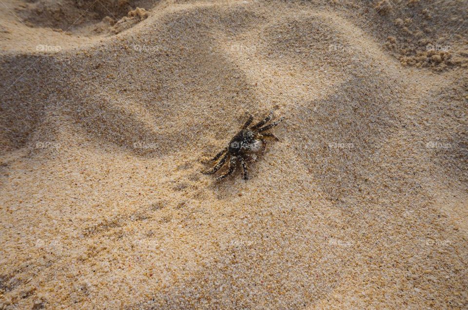 Crab by the beach
