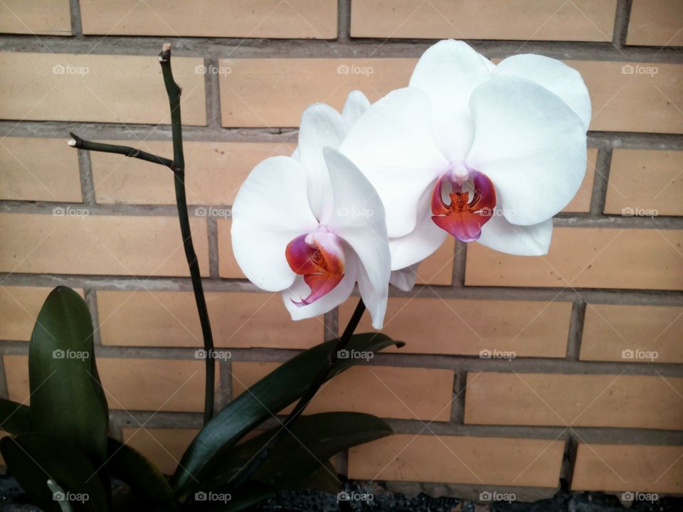 orchids