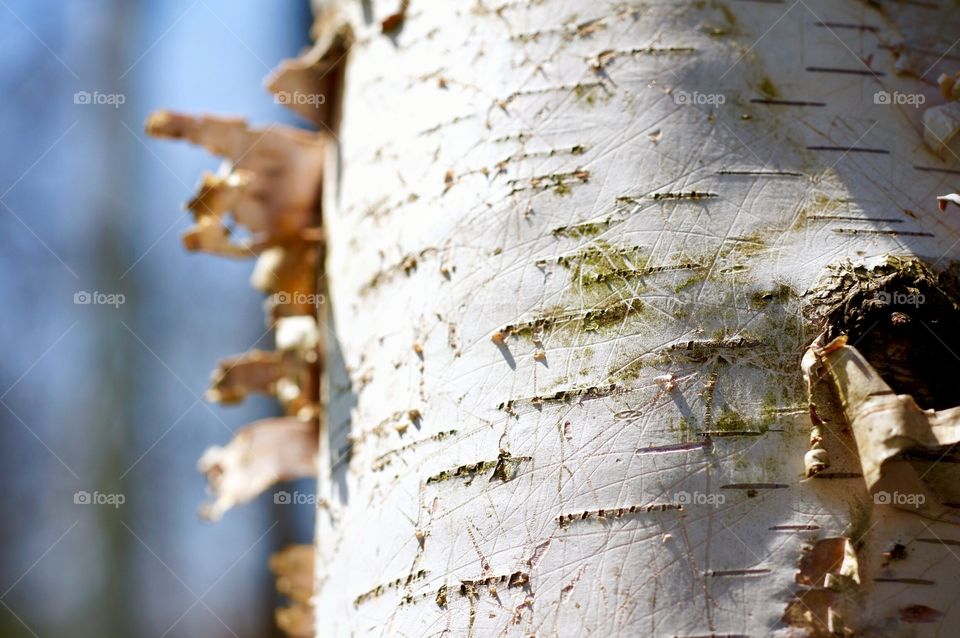 Birch Tree