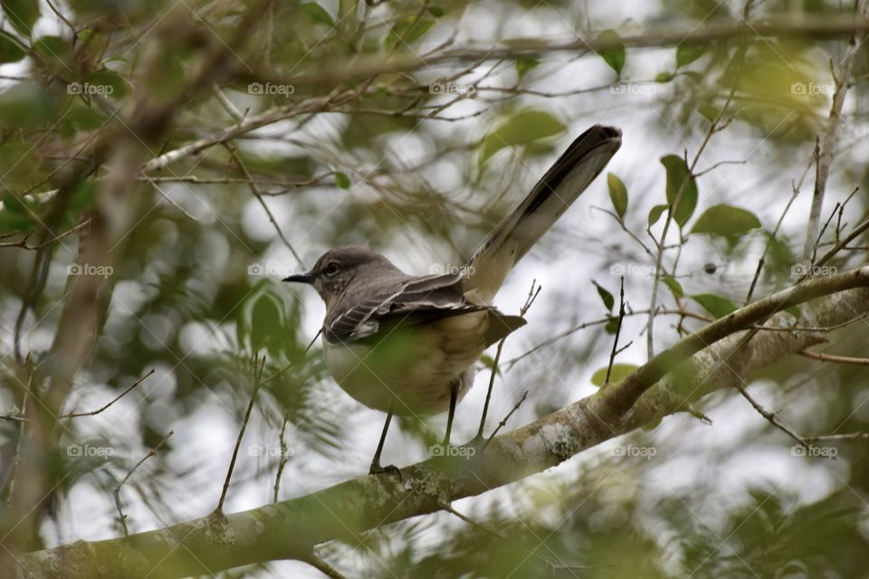 Close-up of bird perching on branch