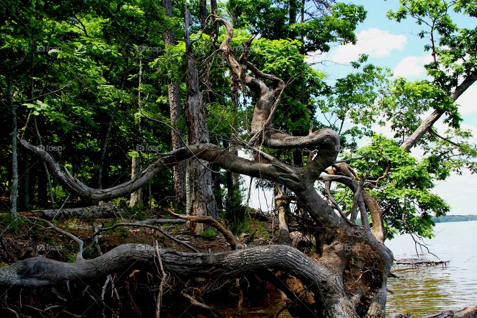 fallen trees that