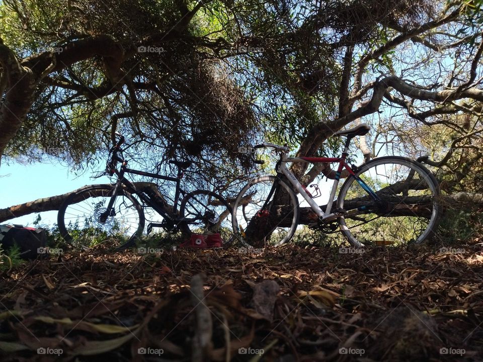 bike and shadow of trees