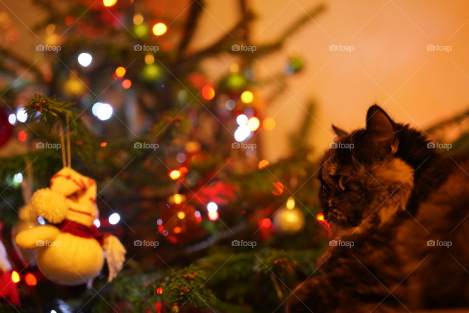 gato us muñeco de nieve