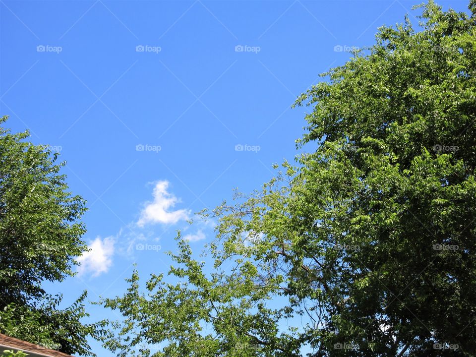 small cloud and trees