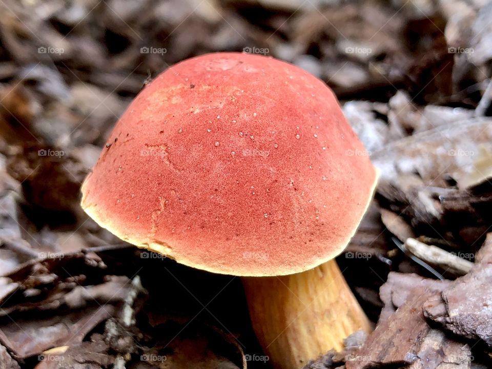 Wild mushroom closeup 