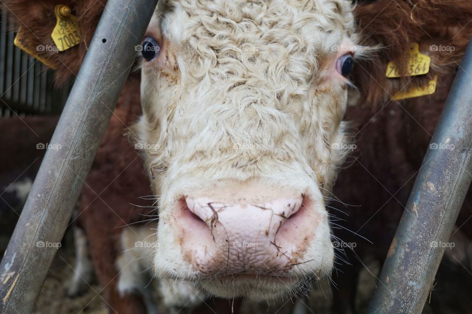 Settle Cow