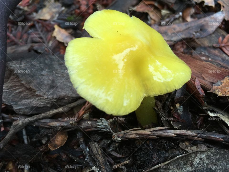 Early signs of spring, a yellow mushroom sprouting in the wild. 