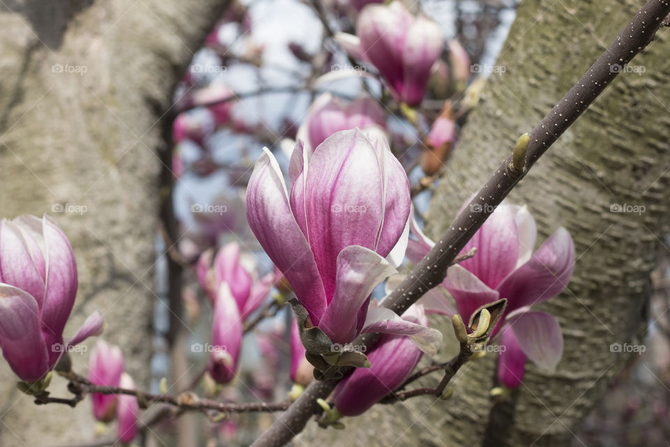 Magnolia