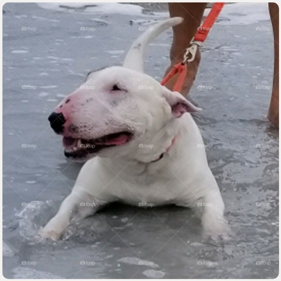 Tater Tot the Miniature Bull Terrier cooling off in the water