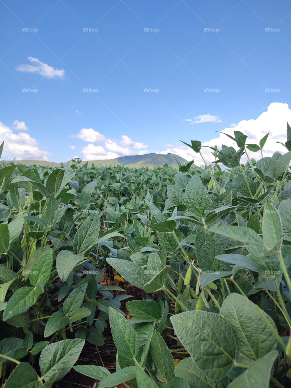 Soybean Field