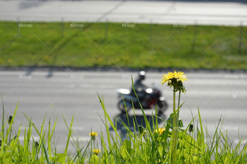 dandelion and highway