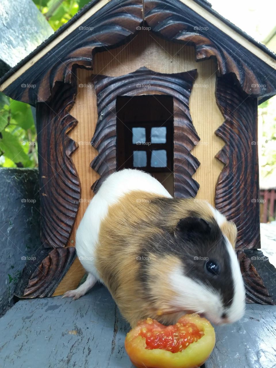 pig guinea
