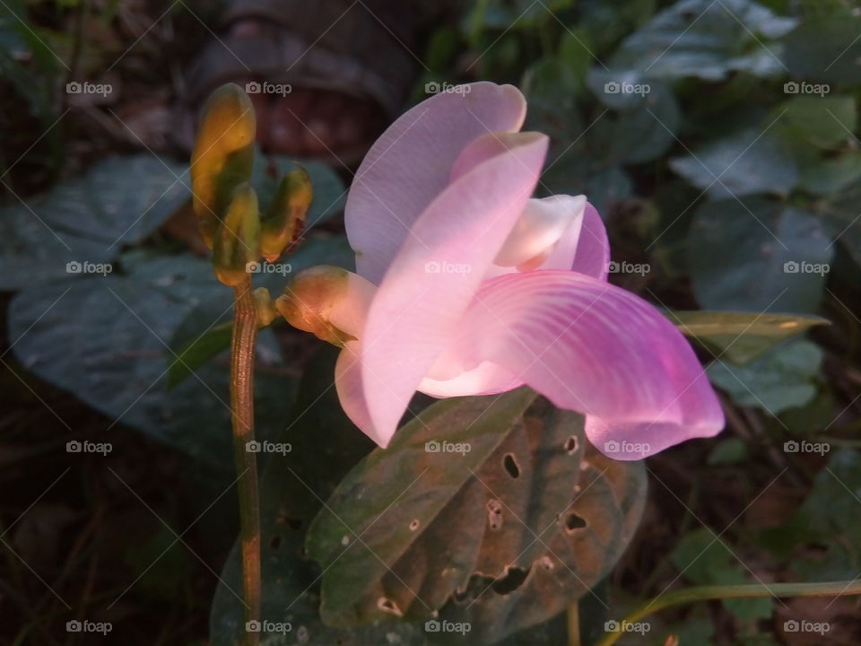 flower 2018-01-20 002 
#আমার_চোখে #আমার_গ্রাম #nature #flower 
#eukaryota #plantae #angiosperms #eudicots