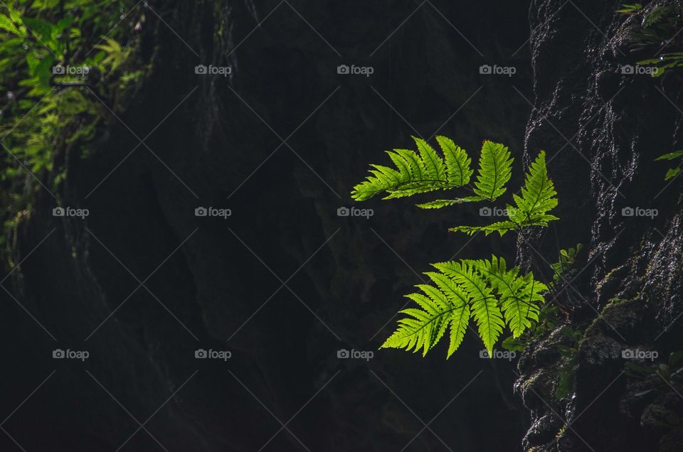 Fern 