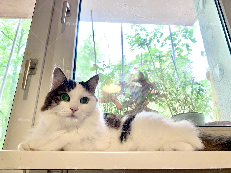 Cat with beautiful fur with trees in the background