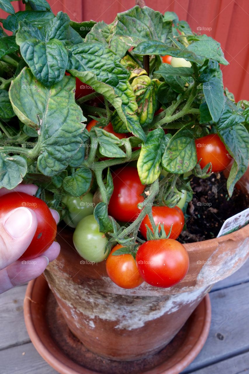 I only planted one tomato plant but it is full of tomatoes and the taste delicious.