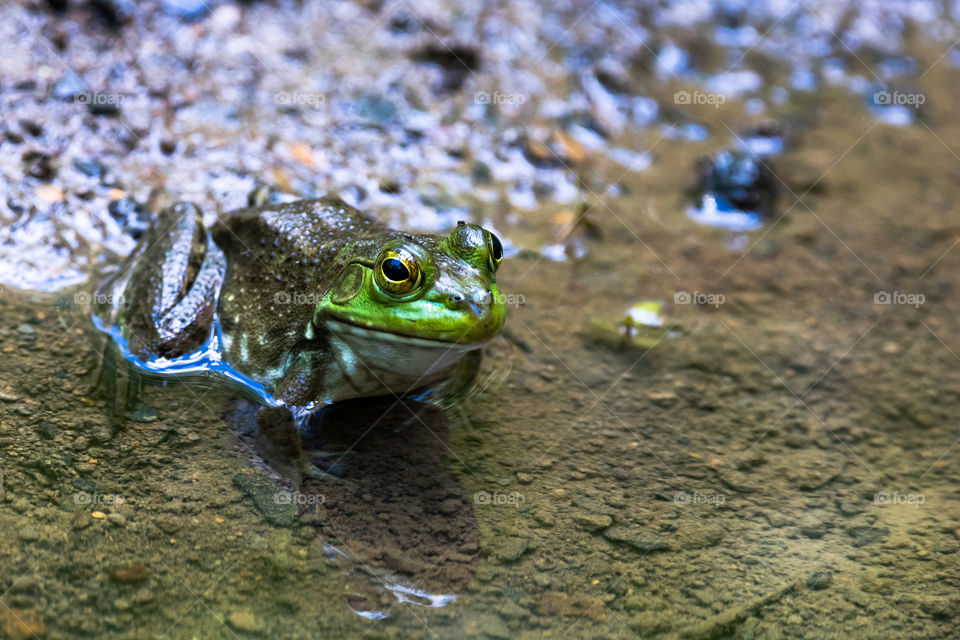Frog In A Pond 