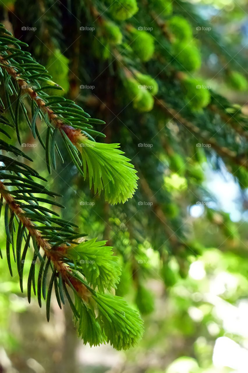 Pine Needles, Spring Growth Close-up.

Pine tree branch tips with Spring new growth