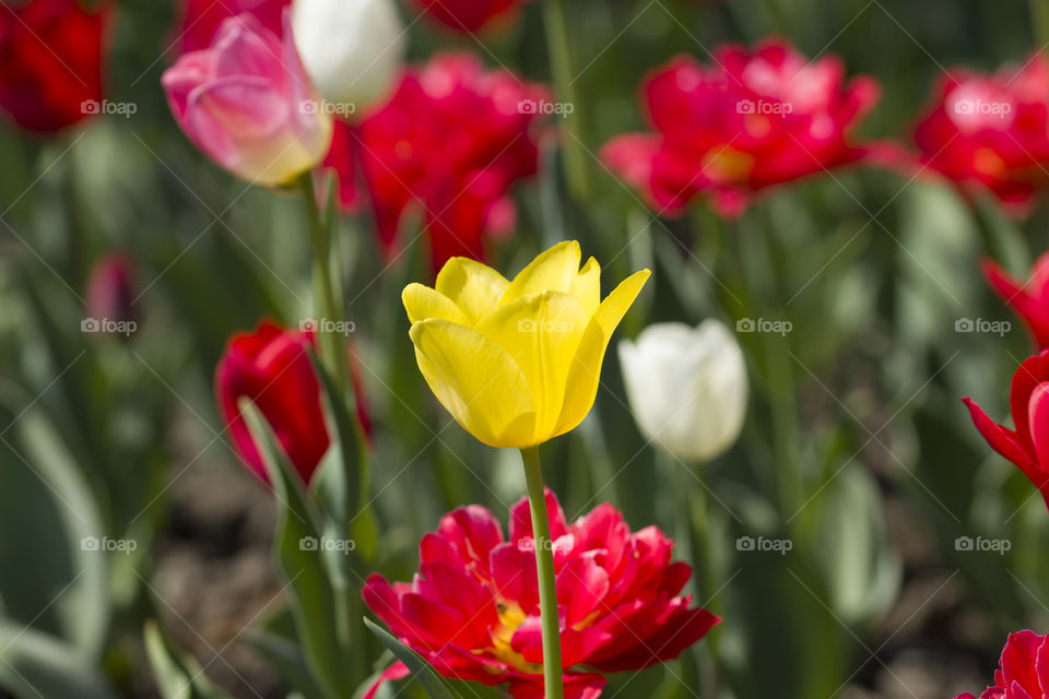 yellow tulip in the field