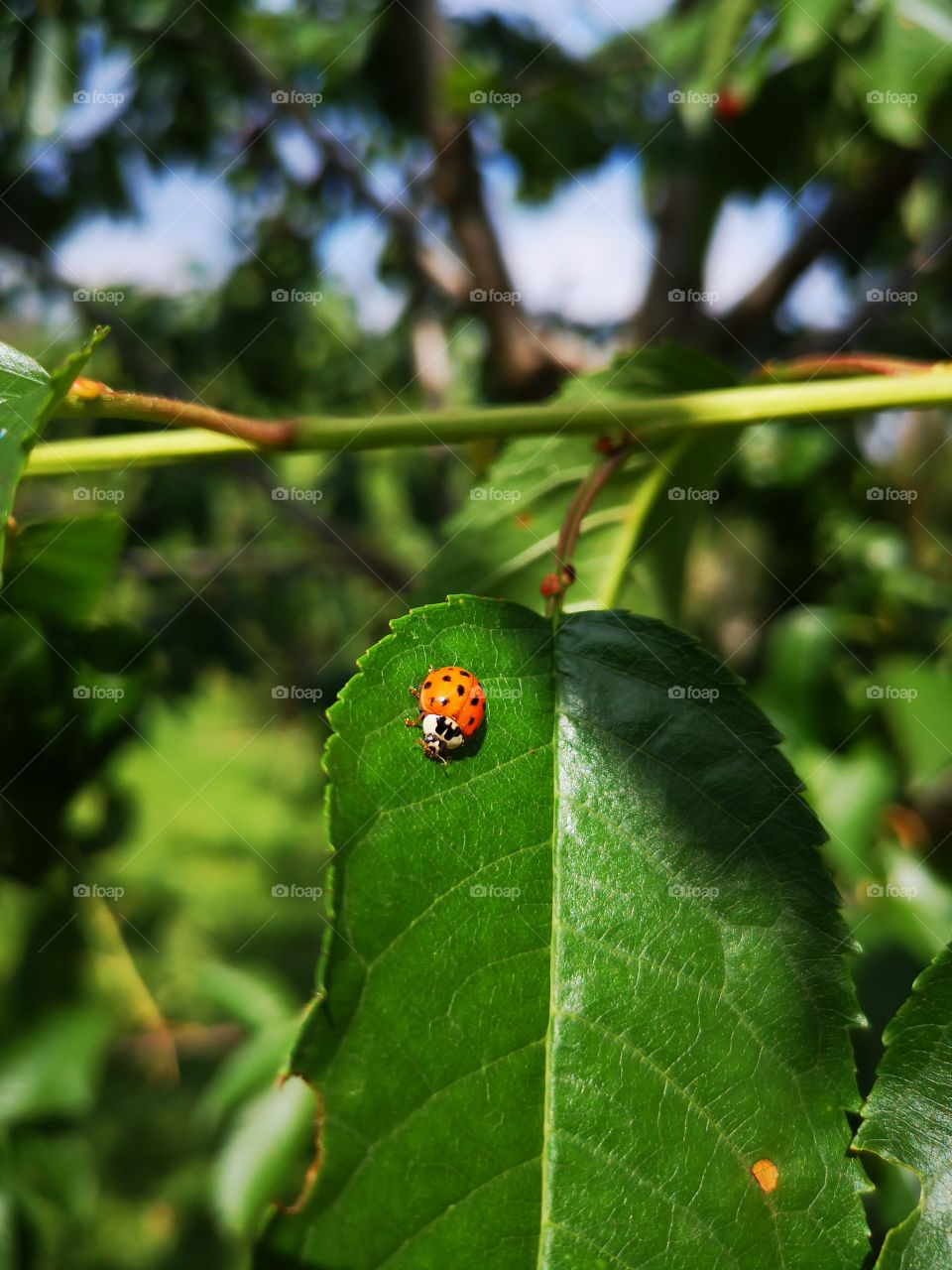 Lady bug in our garden tree leave