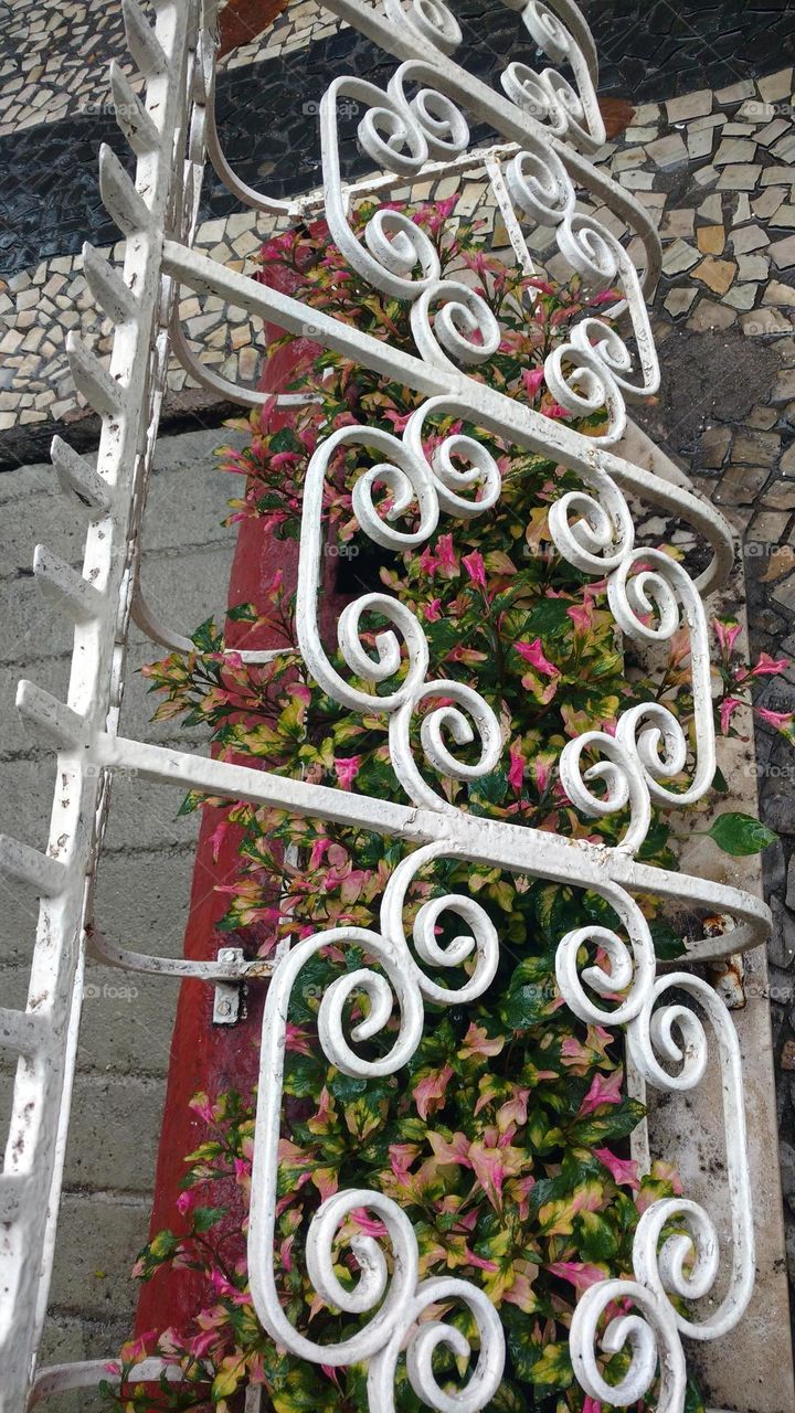 flowers in the garden