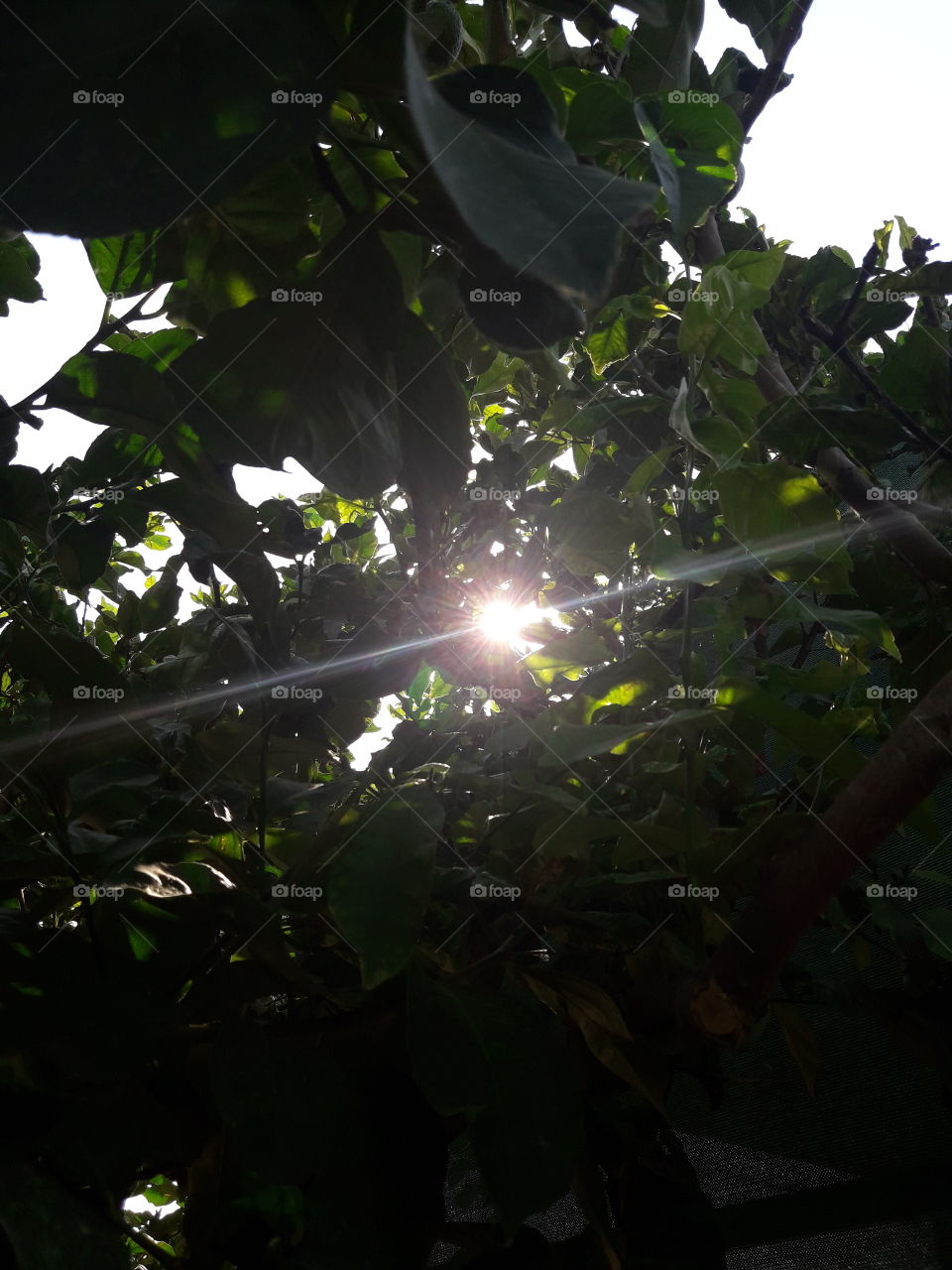 light the sun shine with the tree