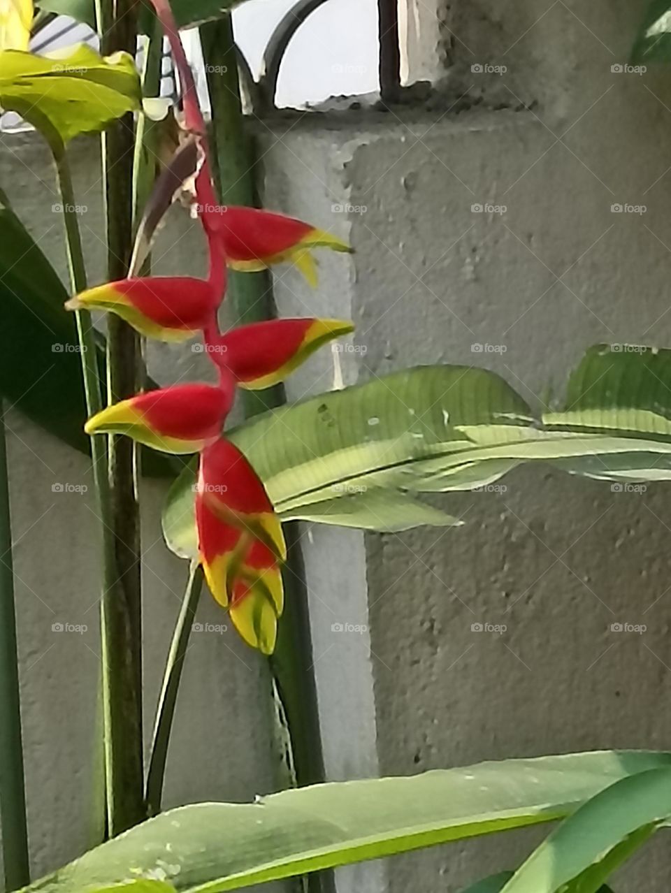 the flowers petals look like birds sitting in a row