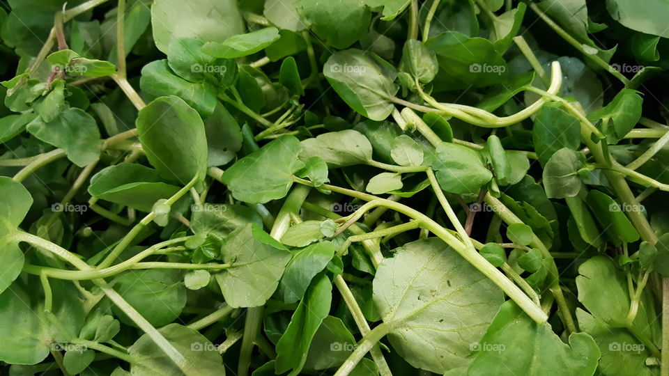 Fresh watercress