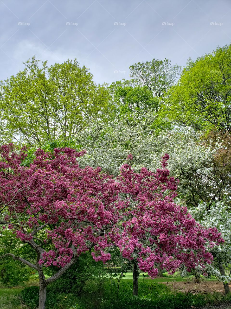 Crabapple Trees in Bloom