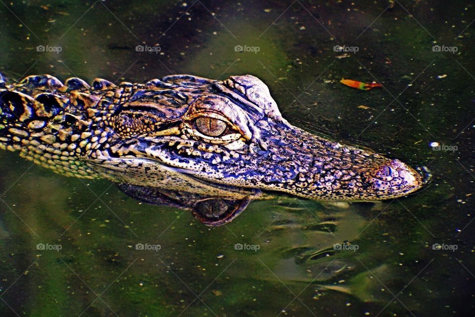 Alligator swimming.