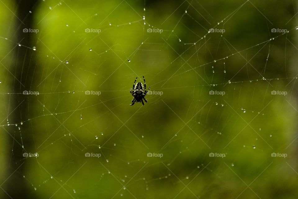 Spider