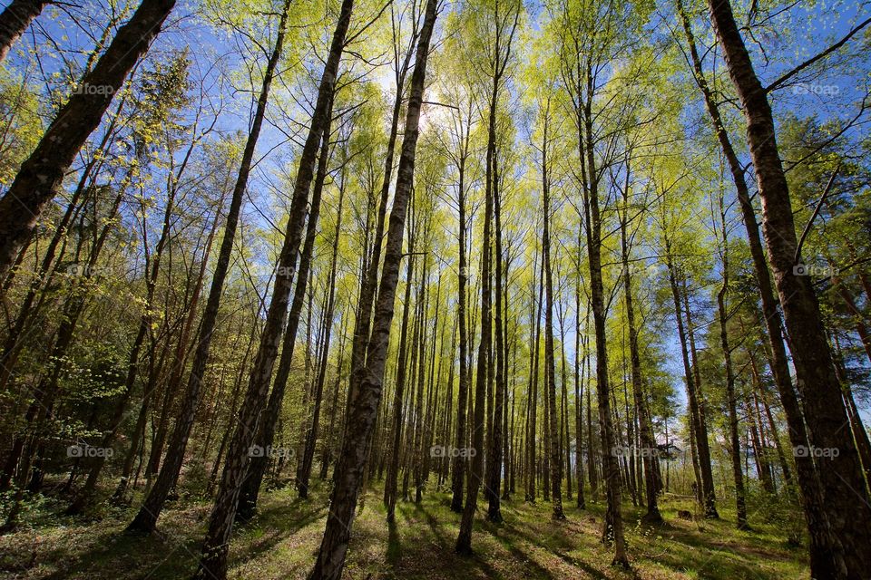 A perfect day for a spring walk in the woods